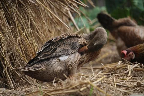 Bengali native duck of different colors Stock Photos