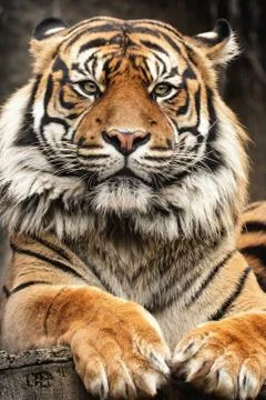 Bengous tiger with a beast expression Stock Photos
