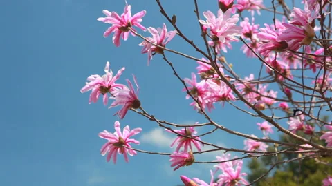 Beni Kobushi Flower Stock Footage 331993522