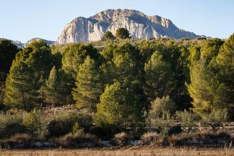 The Benicadell mountain range is located behind the pine forest Stock Photos