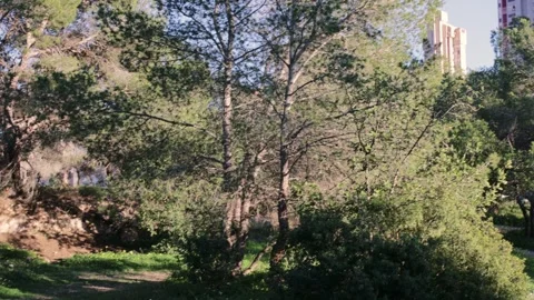 Benidorm Skyscrapers Emerging Behind Pine Forest Stock Footage 329320079