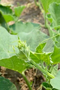 Benincasa hispida Stock Photos