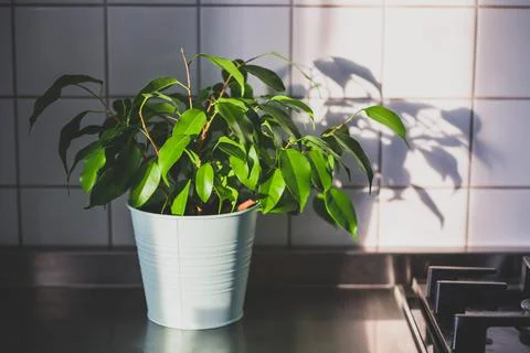 Benjamin ficus Foto stock