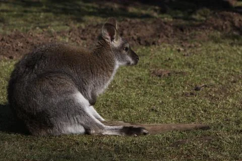 Bennett-Känguru Foto stock