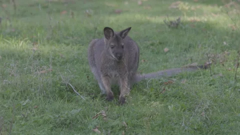 Kangaroos Bounce Stock Footage ~ Royalty Free Stock Videos | Pond5