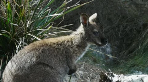 Bennetts wallaby Stock Footage 12359337