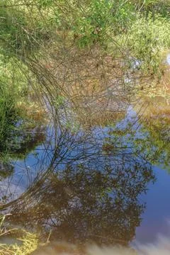 The bent branches of a tree falling on the water of a pond and reflecting on  Foto stock