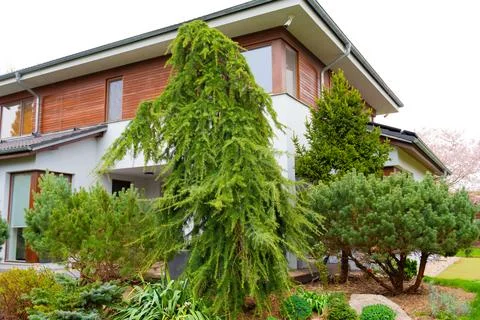 Bent cedar tree horizontal slide Stock Photos