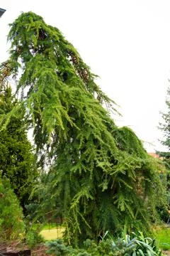 Bent cedar tree. Vertical slide. Stock Photos