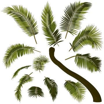 Bent coconut palm tree elements Stock Illustration
