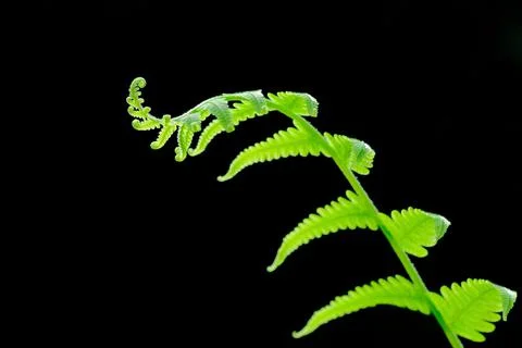 Bent fern leaf for pattern Stock Photos