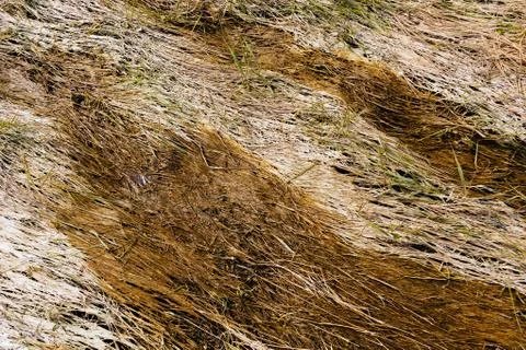 Bent grass in the swamp Stock Photos