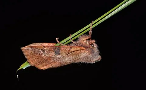 Bent-lined Dart moth (Choephora fungorum) laying eggs. Foto stock