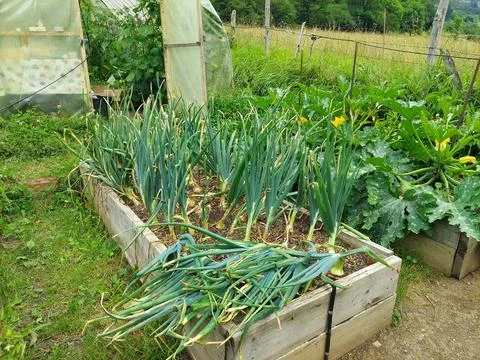 Bent onions growing in the vegetable garden. onion plant for harvesting on .. Stock Photos