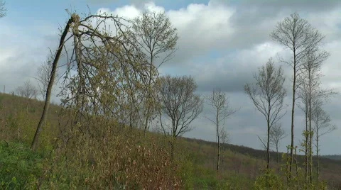 Bent over chestnut tree in the wind Stock Footage 374383