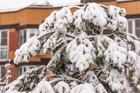 Bent pine branches under the snow in the city Stock Photos