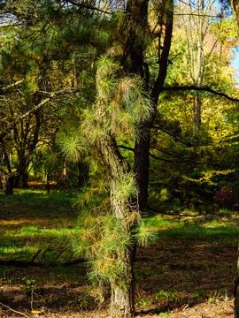 A bent pine with small tufts of long needles Stock Photos
