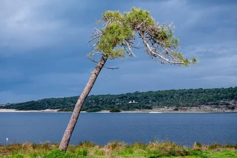 Bent pine tree overlooking lagoon and dunes Foto stock