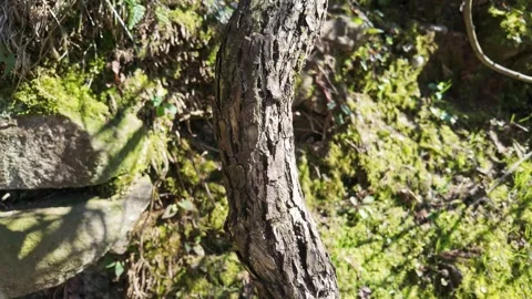 Bent Pine Trunk Among Mossy Forest Rocks Vídeo Stock 344875362