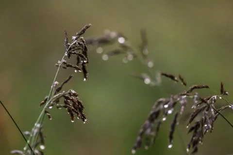 Bent with rain drops on green background. Stock Photos