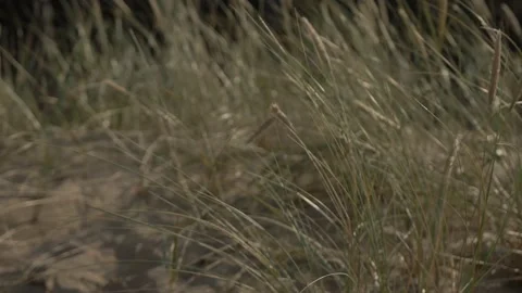 Bent Seaside Background Video stock 146061306