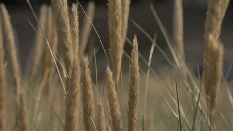 Bent Seaside Background Video stock 146069891