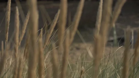 Bent Seaside Background I Video stock 146069878