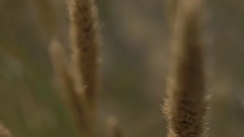 Bent Seaside Background III Video stock 146069886