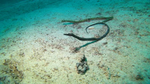 Bent Stick Pipe Fish Stock Footage 139733972