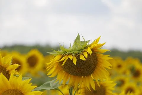Bent sunflower Foto stock