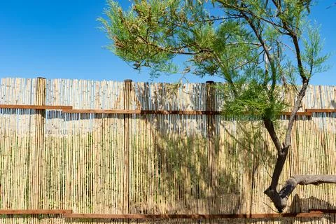 Bent tree against the background of a reed fence Stock Photos