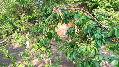 A bent tree branch from a generous harvest of berries Stock Footage 199505755