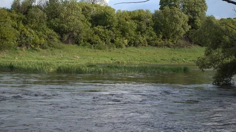 Bent tree branches in the river across the stream.. River Don headwaters, Russia Video stock 124729119