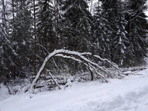 A bent tree covered with snow Foto stock