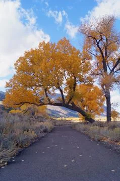 Bent tree over trail Foto stock