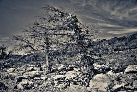 Bent Tree on the Pedernales River in central Texas Stock Photos