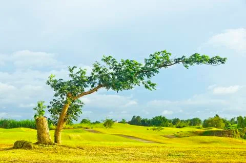 Bent tree 스톡 사진