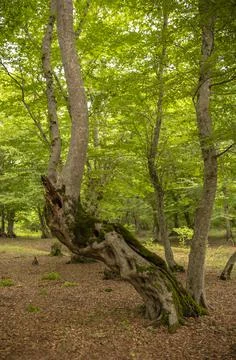 Bent tree Foto stock