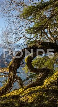 Bent tree by the sea in southeast alaska on a sunny day. Stock Photos