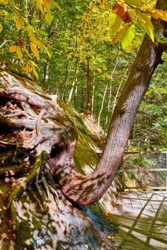 Bent tree trunk growing on wall up along boardwalk trail Stock-Fotos