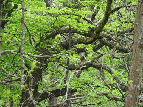 Bent Tree With Wavy Branches (Springtime) Stock Photos
