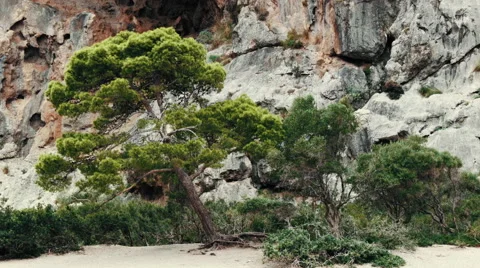 Bent Trees moving from the wind Video stock 68873257