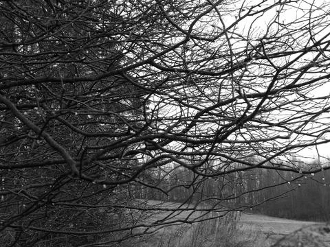 Bent Trees Stock Photos