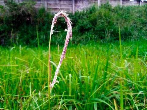 Bent Wild Grass Close-Up Foto stock