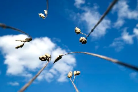 Bent wisp blue sky white clouds from the bottom macro lens closeup close up Stock Photos