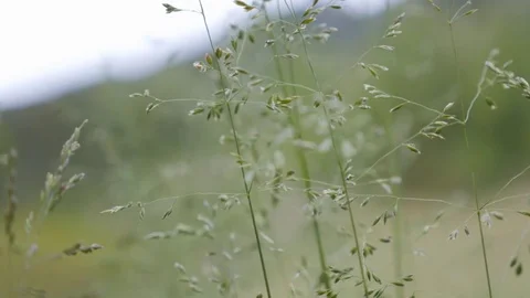 Bentgrass close up 스톡 동영상 78638167