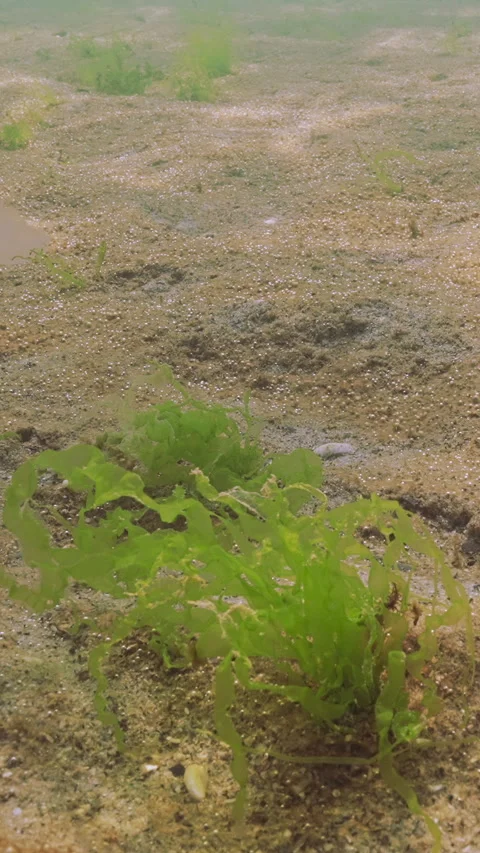 Benthic colony of unicellular algae with gas bubbles, and separate areas of Video stock 336850350