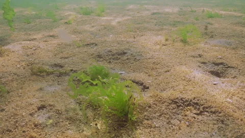 Benthic colony of unicellular algae with gas bubbles, and separate areas of Stock Footage 339370663