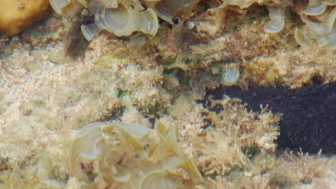 Benthic Invertebrate Crawling Across a Shallow Seafloor 스톡 동영상 342487359