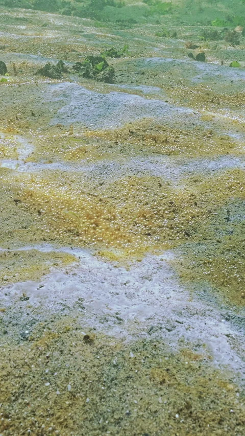 Benthic micro organisms colony with gas microbubbles on sand seafloor Video stock 331608370